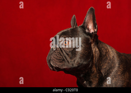 französische Bulldogge Stockfoto