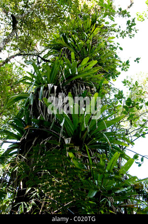 Guatemala. Alta Verapaz. Quetzal-Biotop. Stockfoto