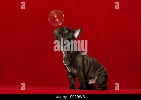 junge französische Bulldogge Stockfoto