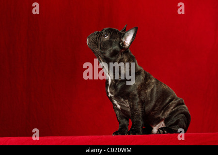 junge französische Bulldogge Stockfoto