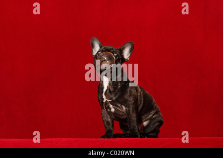 junge französische Bulldogge Stockfoto