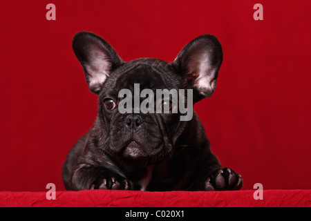junge französische Bulldogge Stockfoto