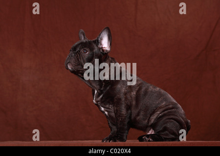 junge französische Bulldogge Stockfoto
