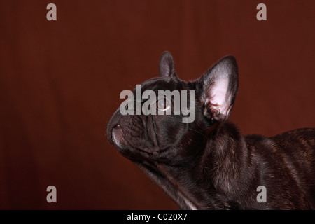 junge französische Bulldogge Stockfoto