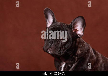 junge französische Bulldogge Stockfoto