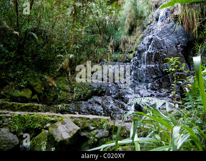 Guatemala. Alta Verapaz. Quetzal-Biotop. Stockfoto