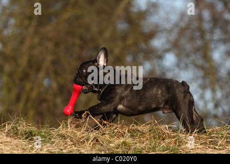 junge französische Bulldogge Stockfoto