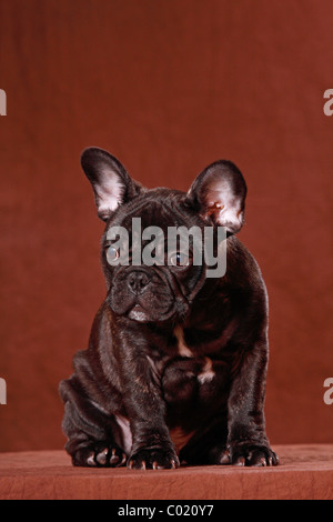 junge französische Bulldogge Stockfoto