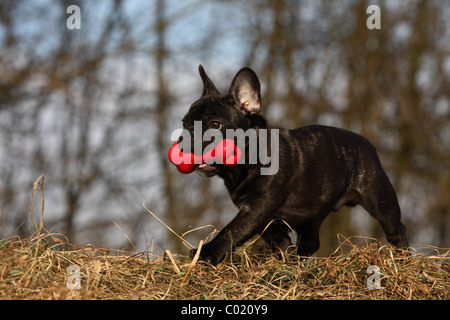 junge französische Bulldogge Stockfoto