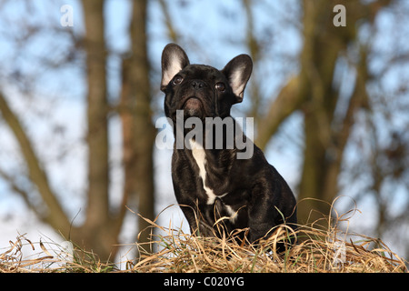 junge französische Bulldogge Stockfoto