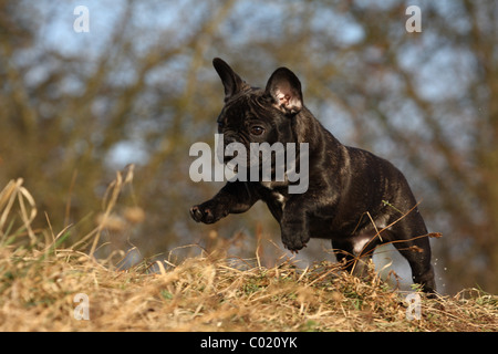 junge französische Bulldogge Stockfoto