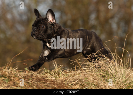 junge französische Bulldogge Stockfoto