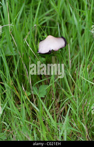 Gemeinsame Inkcap Fliegenpilz, Coprinopsis Atramentaria, Psathyrellaceae Stockfoto