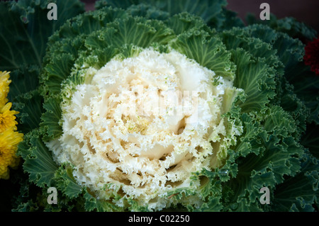 Zier Kohl wächst in Lake Placid, einem Dorf in den Adirondack Mountains in Essex County, New York, USA. Stockfoto