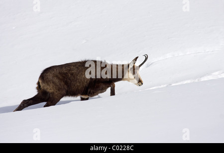 Gämse im Tiefschnee Stockfoto