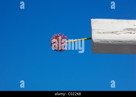 Lila Allium, Blume Stockfoto