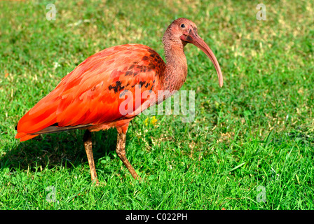 Closeup Scarlet Ibis (Eudocimus Ruber) auf Rasen Stockfoto