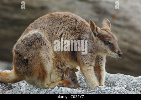 Weibliche Mareeba Rock Wallaby (Petrogale Mareeba) mit Joey im Beutel in die Atherton Tablelands, Queensland, Australien. Stockfoto