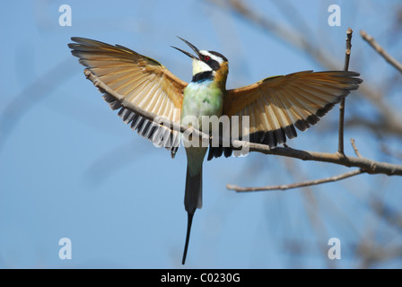 Weiße-throated Bienenfresser (Merops Albicollis) anzeigen in Gambia. Stockfoto