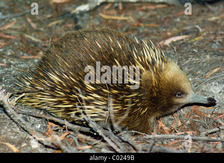 Wilde Kurzschnabeligel (Tachyglossus Aculeatus Setosus) auch bekannt als stachelige Ameisenbär gesehen in der Nähe von Friendly Beaches, Tasmanien Stockfoto