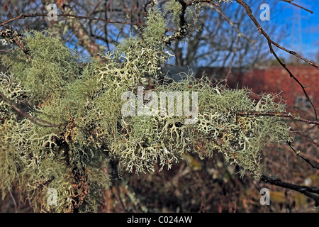 Usnea Glabrascens gemischt mit Evernia Prunastri Moos oder Flechten fruchtbar in schottischen Wäldern Stockfoto