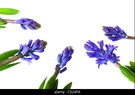 Bouquet von violetten Hyazinthen isoliert auf weiß Stockfoto