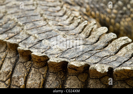 Nahaufnahme von Nil-Krokodil tail Stockfoto