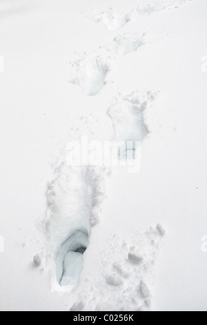 Fußabdrücke zu Fuß entfernt von den Betrachter im Tiefschnee Stockfoto