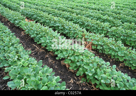 Soja-Feld mit Reihen von Soja Bohnen Pflanzen im dunklen feuchten Boden Stockfoto