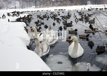 Schwäne, Gänse und Enten auf dem See im Prospect Park nach einem Schneesturm in Brooklyn, New York. Stockfoto