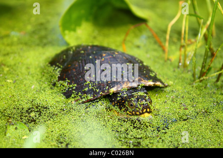 Blandings Schildkröte (Emydoidea Blandingii) Stockfoto