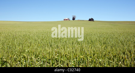 Grünen Weizen wächst in einem Land unter einem strahlend blauen Himmel oben am Horizont. Eine Steinhütte und Baum Silhouette gegen den Himmel Stockfoto