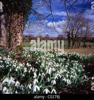 Schneeglöckchen wachsen am Rand eines Feldes bei Boyton in Wiltshire, England. Stockfoto