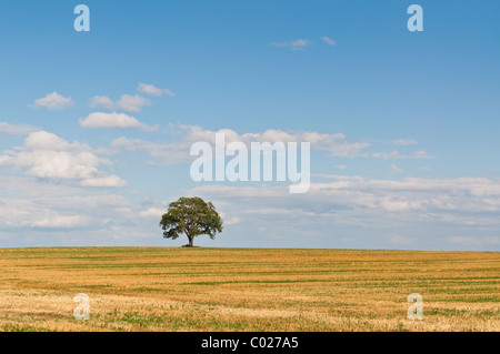 Ein einsamer Baum steht in einem Bauernhof im Sommer mit blauem Himmel und weißen Wolken im Hintergrund. Stockfoto