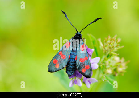 Transparente Burnet (Zygaena Purpuralis), sitzt auf einer Blume Stockfoto