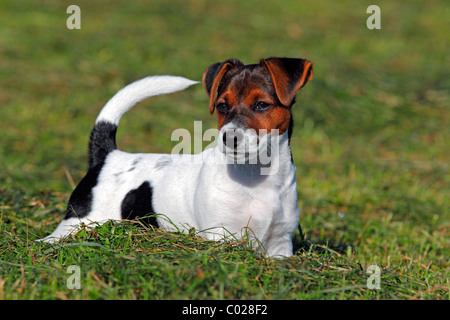 Junge Jack Russell Terrier Hund (Canis Lupus Familiaris), männliche Welpen, 12 Wochen, Haushund Stockfoto