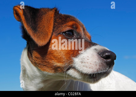 Junge Jack Russell Terrier Hund (Canis Lupus Familiaris), männliche Welpen, 12 Wochen, Haushund, Hochformat Stockfoto