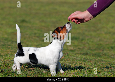 Junge Jack Russell Terrier Hund (Canis Lupus Familiaris), männliche Welpen, 12 Wochen, Haushund Stockfoto