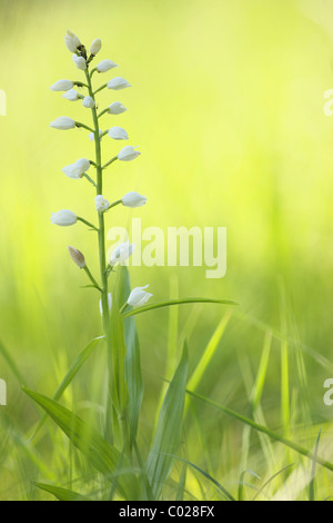 Schwert-leaved Helleborine (Cephalanthera Longifolia), Deutschland, Europa Stockfoto