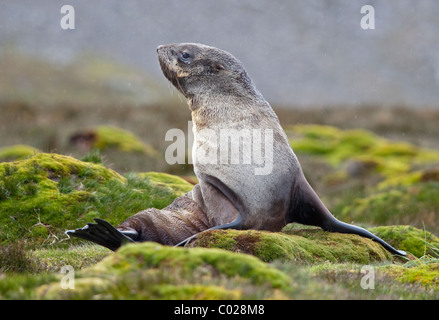 Antarktis-Seebär (Arctocephalus Gazella), Moltke Harbour, Süd-Georgien Stockfoto