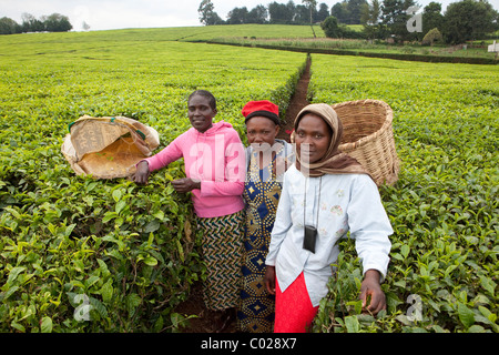 Arbeiter pick Teeblätter auf einer Teeplantage Aktionsplanung in Kericho, Kenia, Ostafrika. Stockfoto