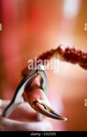 Nussknacker öffnen die Kralle eine Seespinne in Ploumanach, Bretagne, Frankreich Stockfoto