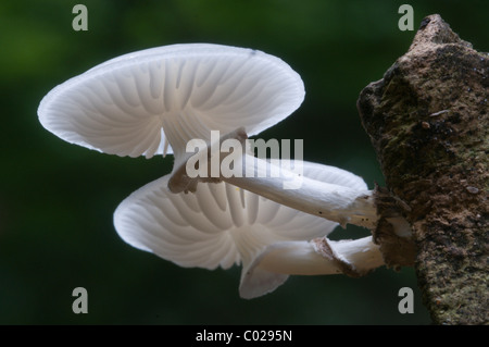 Porzellan-Pilz oder Porzellan Pilz (Oudemansiella Mucida) Stockfoto