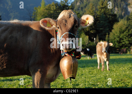Kuh trägt eine Kuhglocke, Pfronten, Ostallgaeu Bezirk, Allgäu, Swabia Region, Bayern, Deutschland, Europa Stockfoto