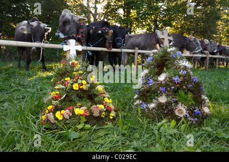 Floralen Kopfschmuck für die Kühe, zeremonielle Senkung des Viehs, Rückkehr des Viehs in ihrer jeweiligen Eigentümer, Pfronten Stockfoto