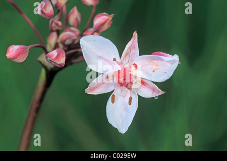 Blühende Rush (Butomus Umbellatus), Hortobagy Puszta Ebenen, Ungarn, Europa Stockfoto