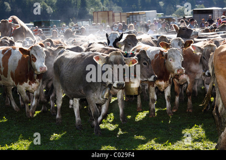 Zeremoniell Senkung von Rindern, die Rückkehr des Viehs in ihrer jeweiligen Eigentümer, Pfronten, Ostallgaeu Bezirk Stockfoto