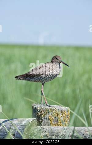 Gemeinsamen Rotschenkel (Tringa Totanus) Stockfoto