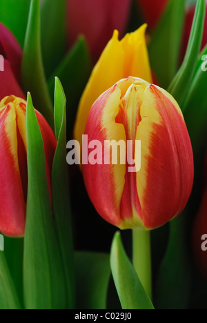 Ein vertikales Bild der rote und gelbe Tulpe Knospen mit grünen Blättern im Frühjahr Stockfoto