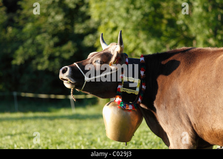 Kuh trägt eine Kuhglocke, Pfronten, Ostallgaeu Bezirk, Allgäu, Swabia Region, Bayern, Deutschland, Europa Stockfoto